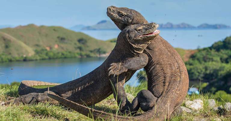 Discover Bali, Flores and Komodo Islands