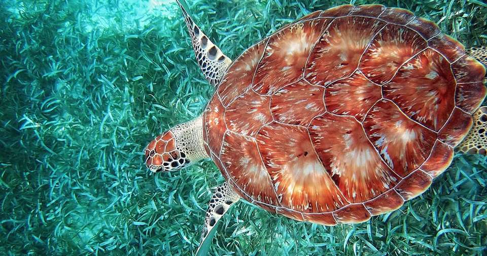 Discover Belize - undefined - Image 9