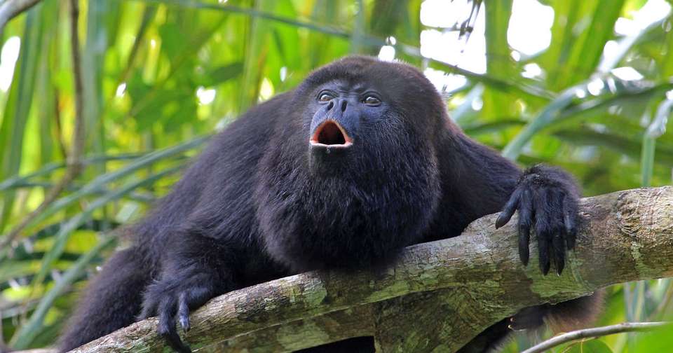 Discover Belize - undefined - Image 11