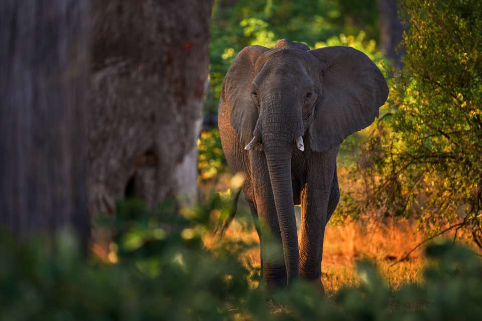 Discover Botswana & Victoria Falls - undefined - Image 16