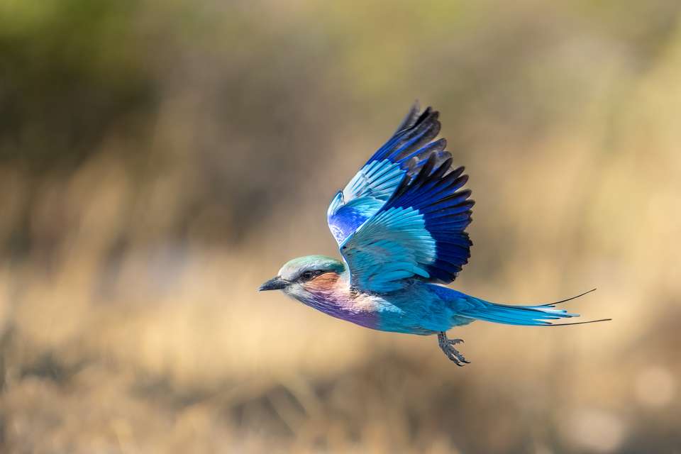 Discover Botswana & Victoria Falls - undefined - Image 12