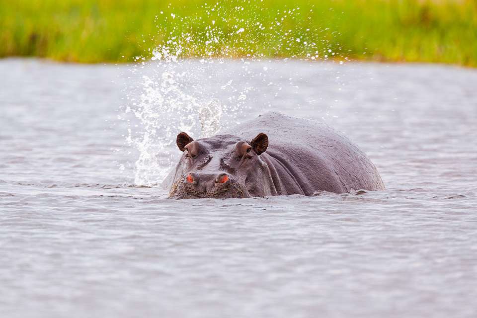 Discover Botswana & Victoria Falls - undefined - Image 9
