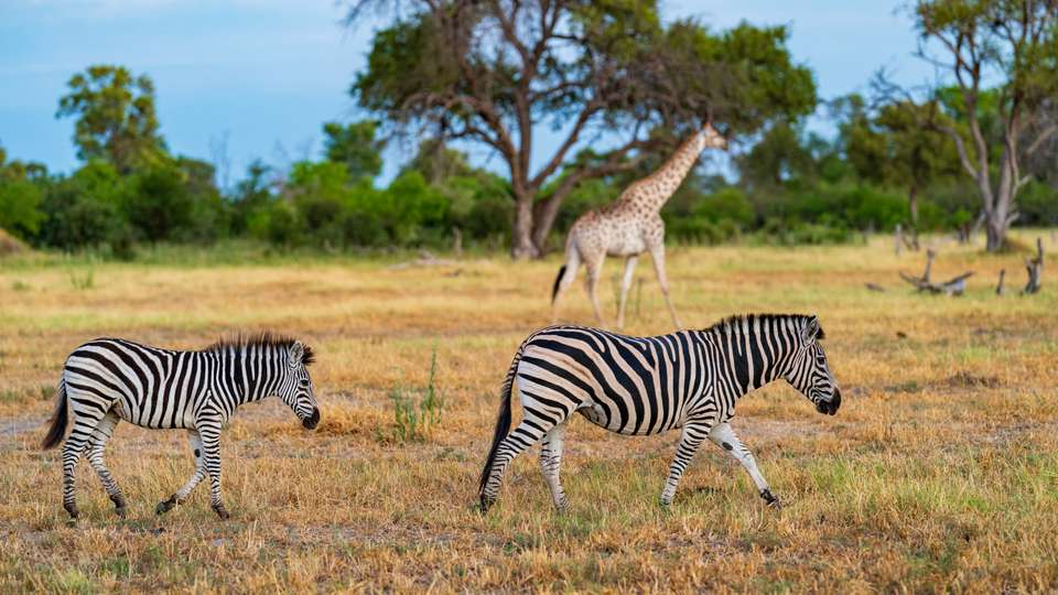 Discover Botswana & Victoria Falls - undefined - Image 8
