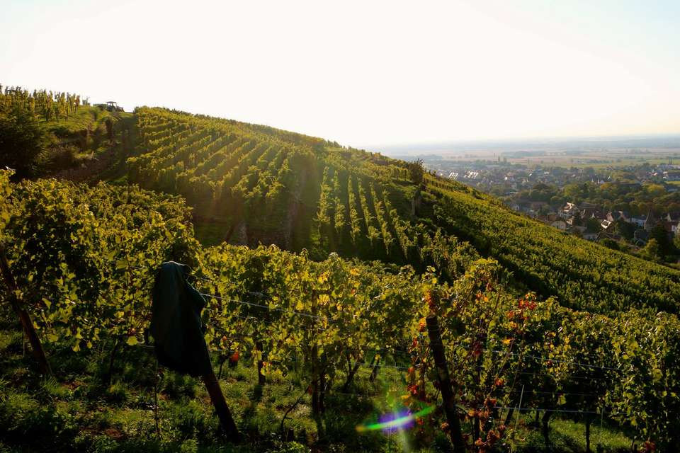 Discover Burgundy & Alsace – Premium Adventure - Exodus Adventure Travels - France - Image 18