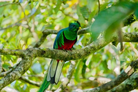 Wildlife Safaris And Game Drives Tour: Discover Costa Rica