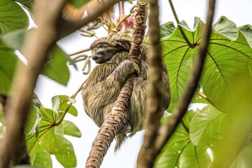 Discover Costa Rica - Exodus Adventure Travels - Costa Rica - Image 11