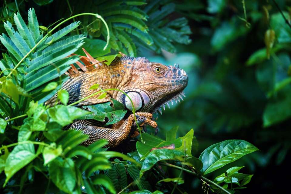 Discover Costa Rica - Exodus Adventure Travels - Costa Rica - Image 6