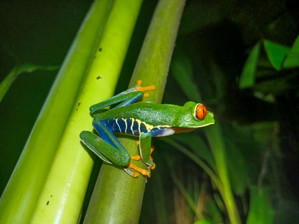 Discover Costa Rica - Exodus Adventure Travels - Costa Rica - Image 3