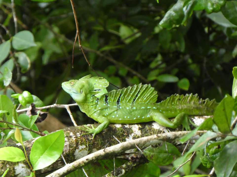 Discover Costa Rica - Exodus Adventure Travels - Costa Rica - Image 8