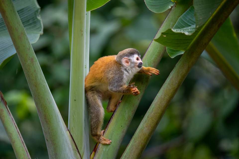 Discover Costa Rica – Coastal Edition - Exodus Adventure Travels - Costa Rica - Image 21