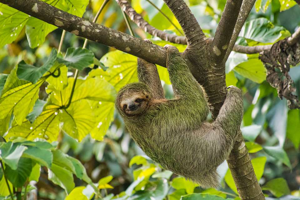 Discover Costa Rica – Coastal Edition - Exodus Adventure Travels - Costa Rica - Image 13