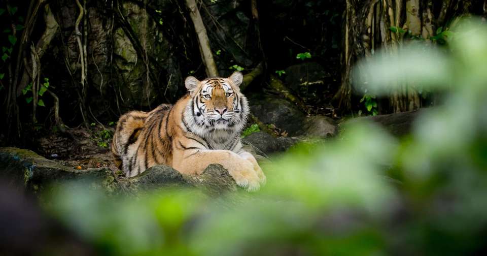 Disover Darjeeling and Bhutan - Explore - India - Image 3