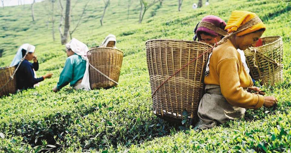 Disover Darjeeling and Bhutan - Explore - India - Image 5