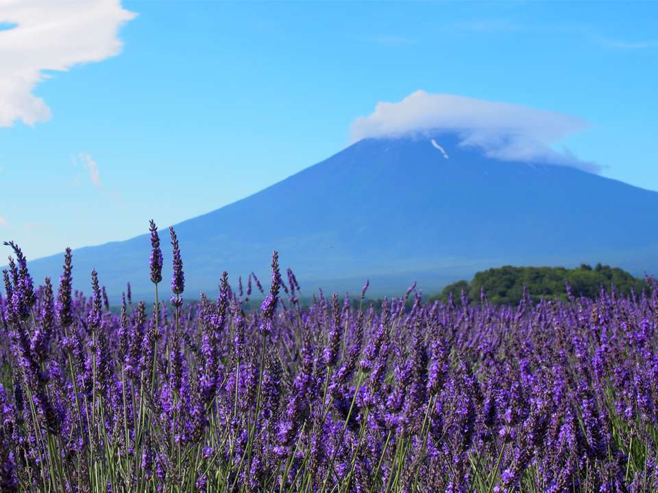 Discover Japan - G Adventures - Japan - Image 10