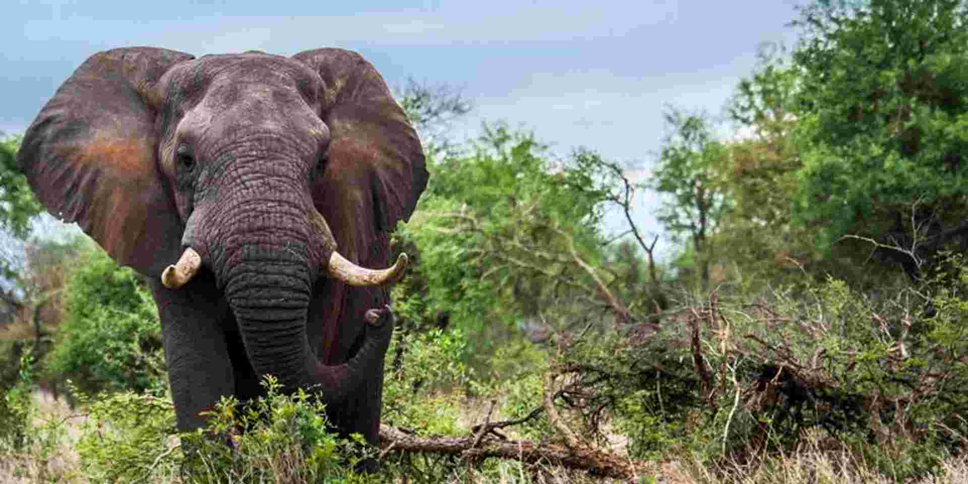 Journeys: Discover Kruger & Namibia