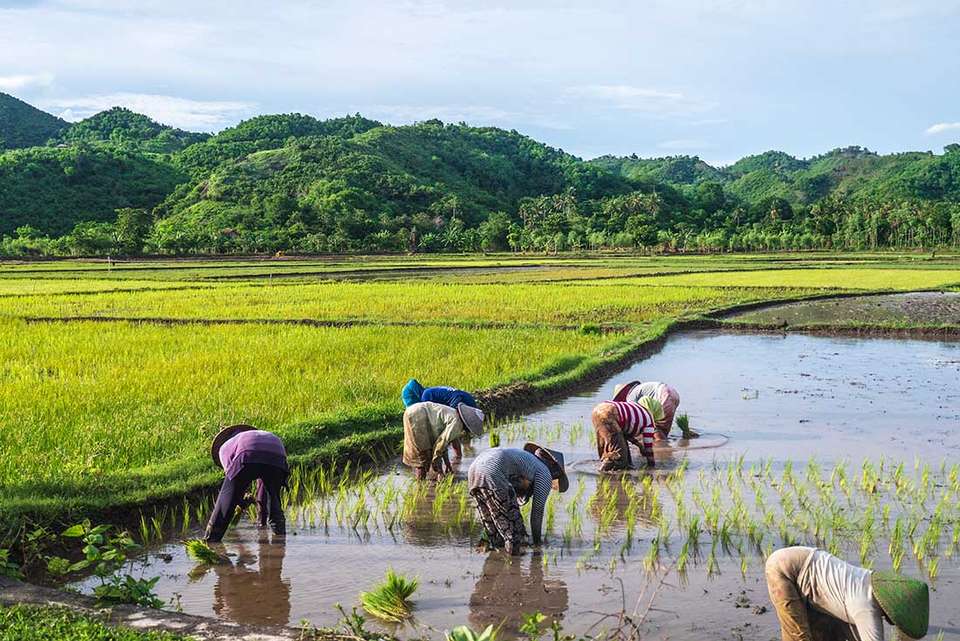 Discover Lombok - Intrepid Travel - Indonesia - Image 1