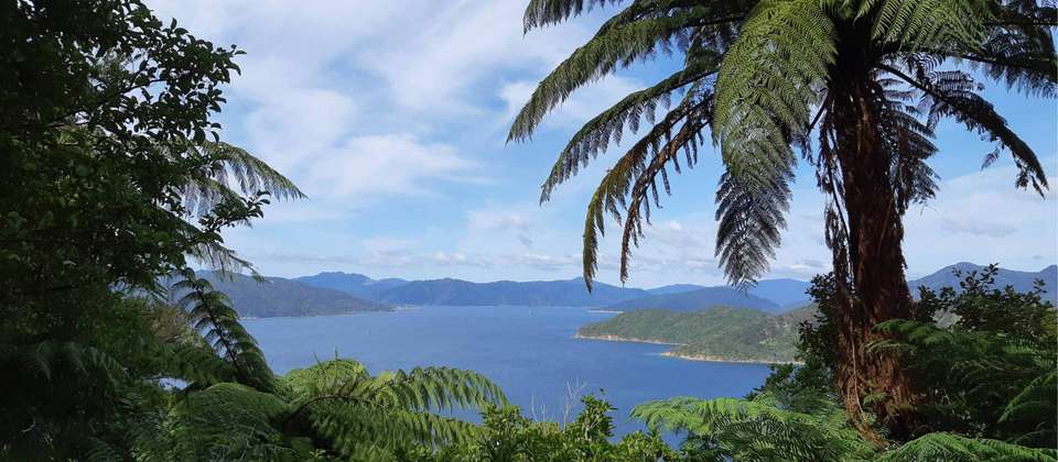 Discover Marlborough Sounds - undefined - Image 4