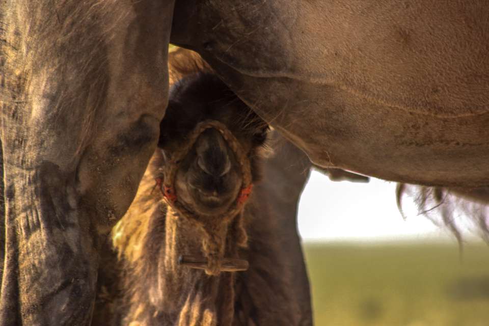 Discover Mongolia - Eagle Festival - Exodus Adventure Travels - Mongolia
