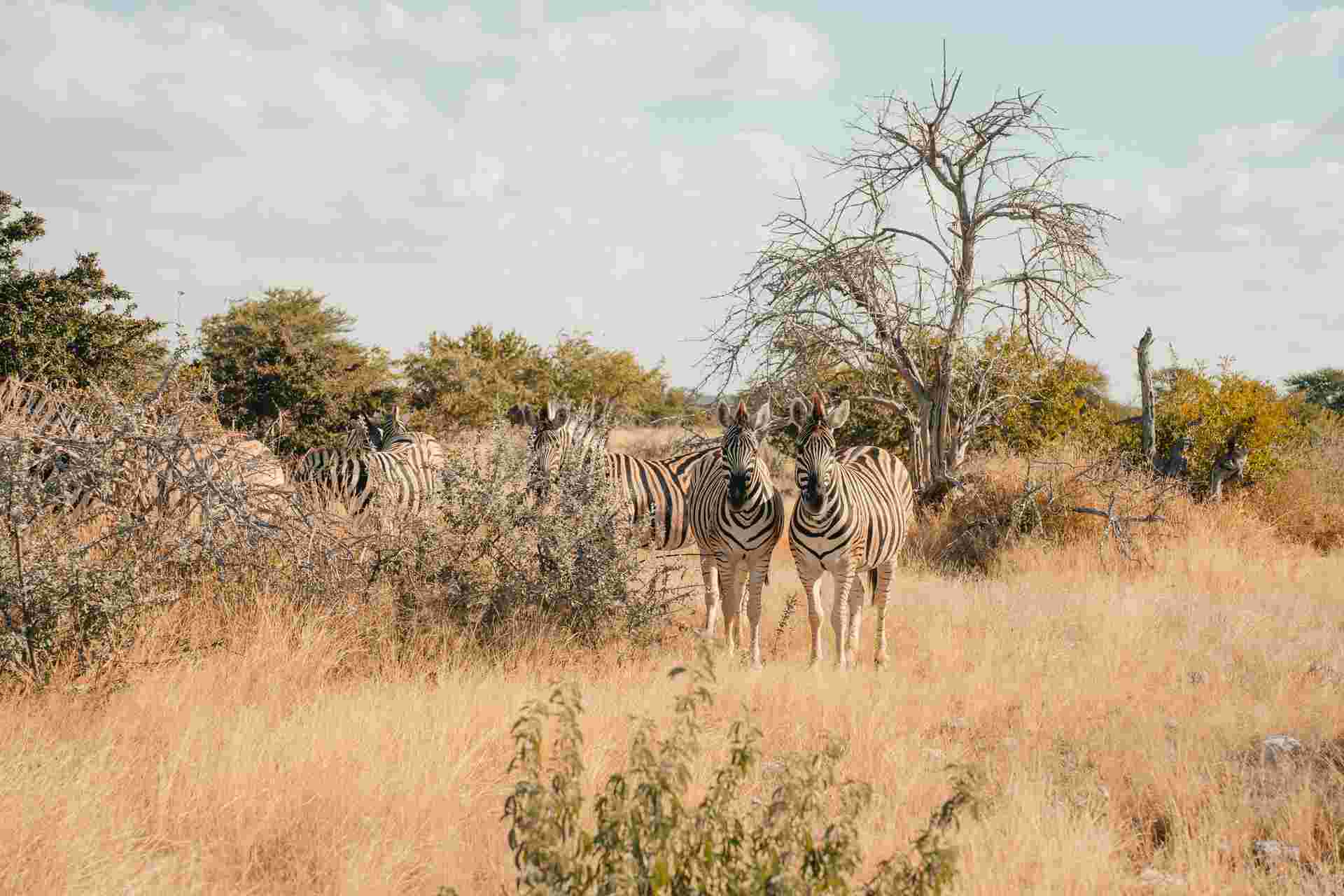 Discover Namibia - Camping