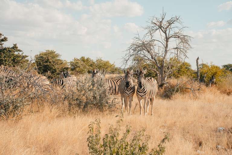 Discover Namibia - Camping trip - alternative tour available