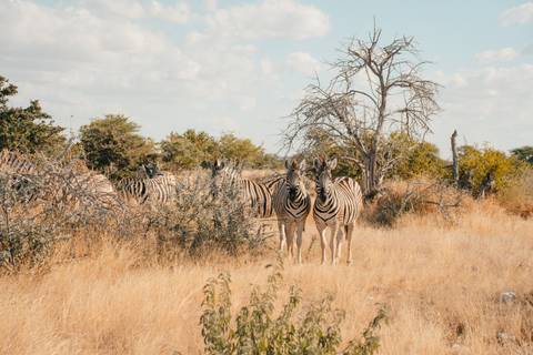 Africa Natural Landmarks Sightseeing Tour: Discover Namibia - Camping