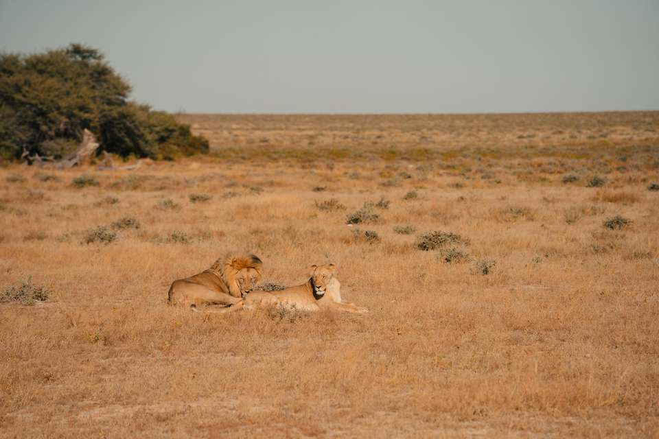 Discover Namibia - Camping - Exodus Adventure Travels - Namibia - Image 7