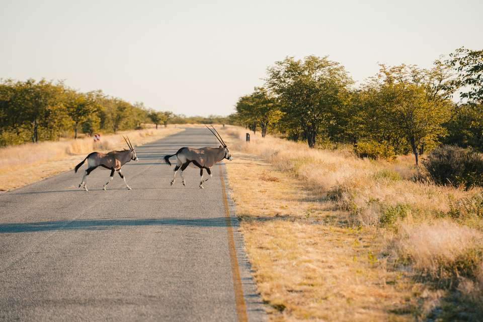 Discover Namibia - Lodges - Exodus Adventure Travels - Namibia - Image 7