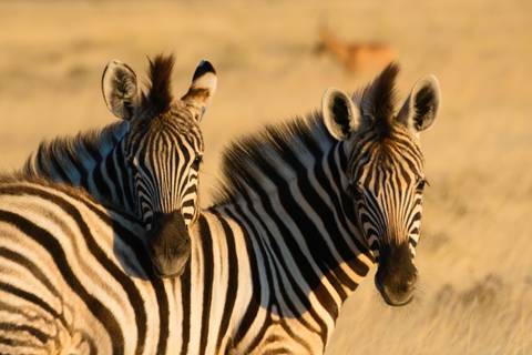Discover Namibia In Style - June 2027
