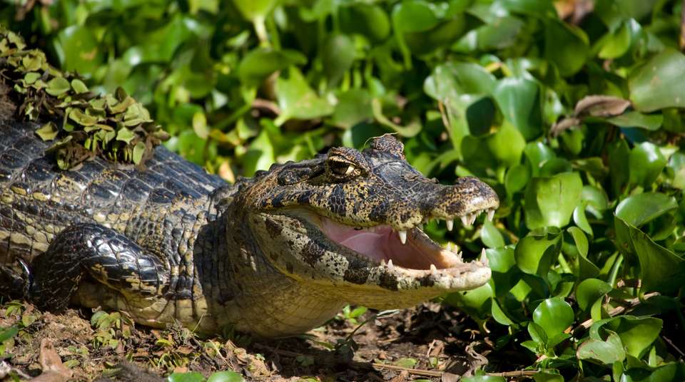 Discover Pantanal, Rio & Costa Verde - Terra Brazil - Brazil - Image 3