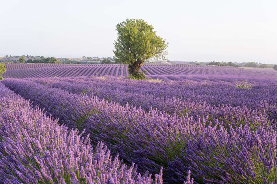 Discover Provence - Exodus Adventure Travels - France - Image 24