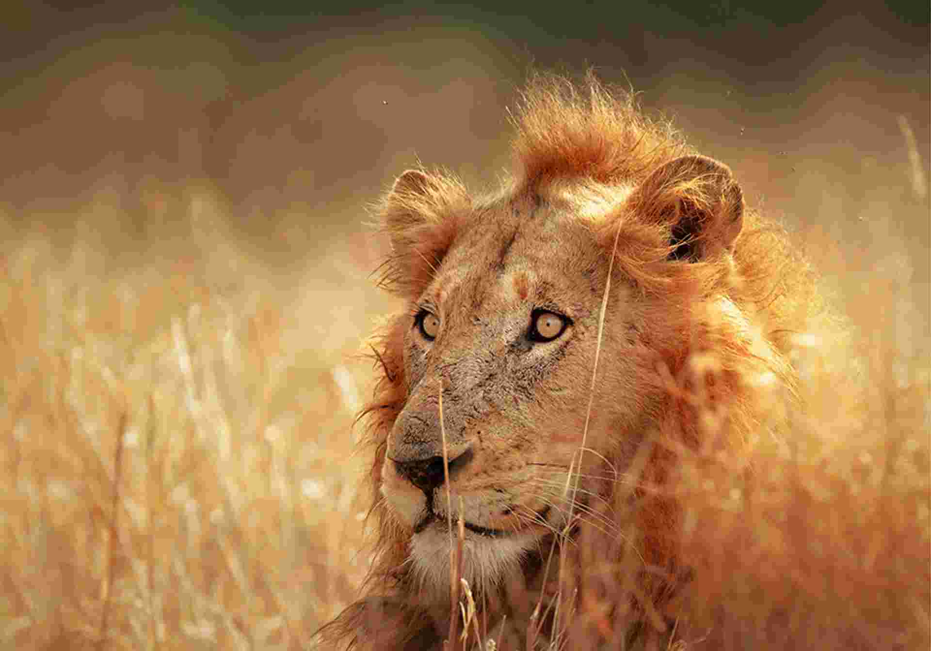 Discover South Africa and Victoria Falls
