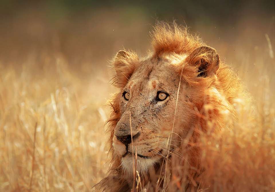 Discover South Africa and Victoria Falls - Indus Travels - South Africa - Image 1