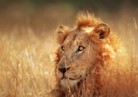 Zimbabwe Wildlife Tour: Discover South Africa And Victoria Falls