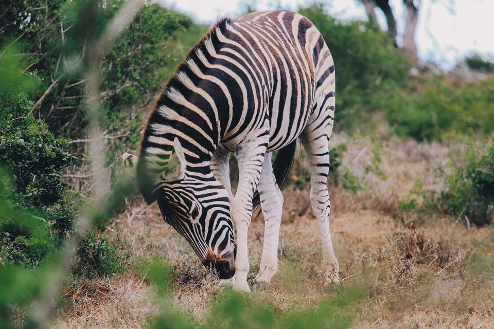Discover South Africa's Garden Route - undefined - Image 10