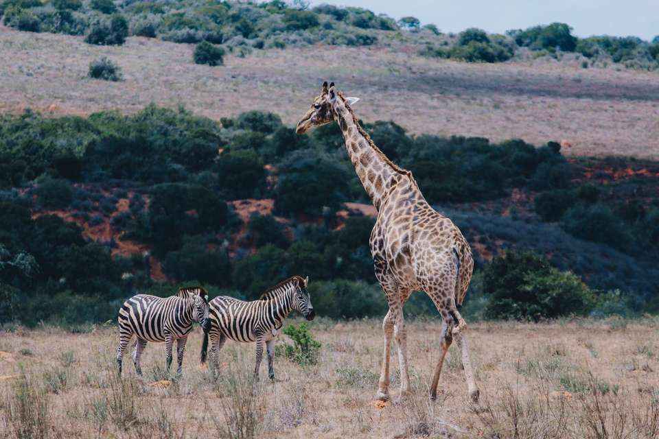 Discover South Africa's Garden Route - undefined - Image 5