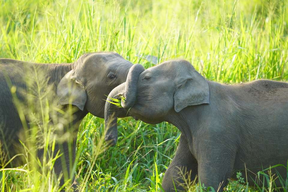 Discover Sri Lanka - Exodus Adventure Travels - Sri Lanka - Image 20
