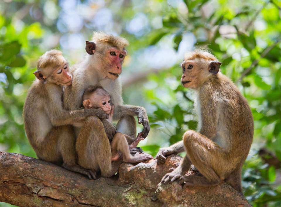 Discover Sri Lanka - Exodus Adventure Travels - Sri Lanka - Image 12