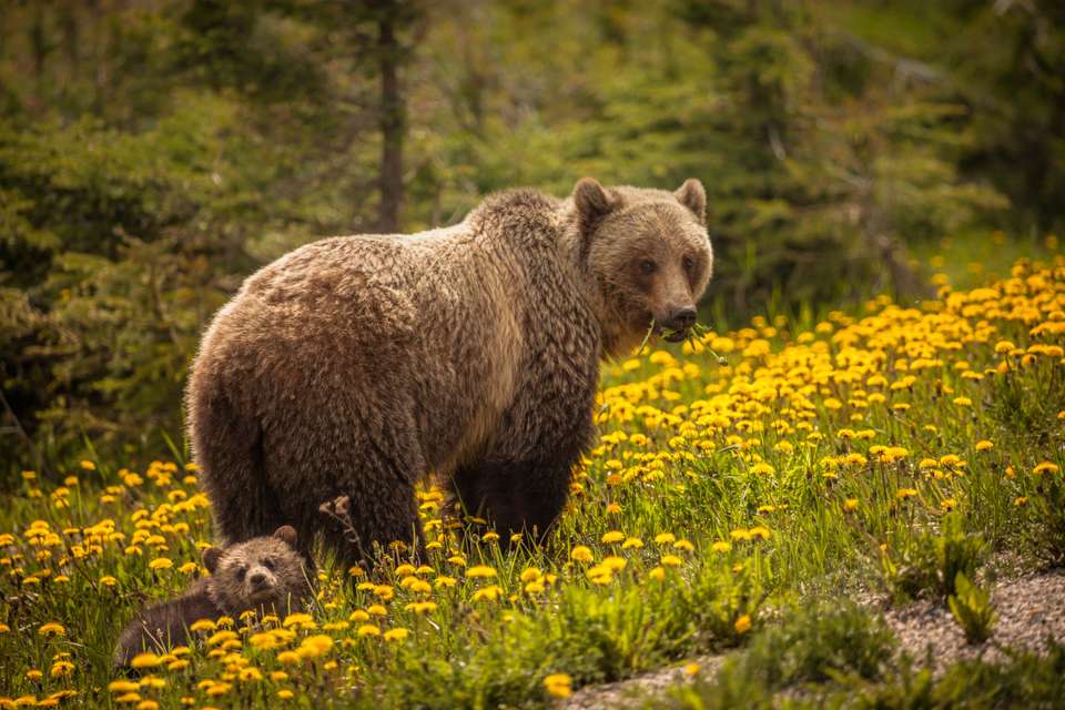 Discover the Canadian Rockies - Exodus Adventure Travels - Canada - Image 11