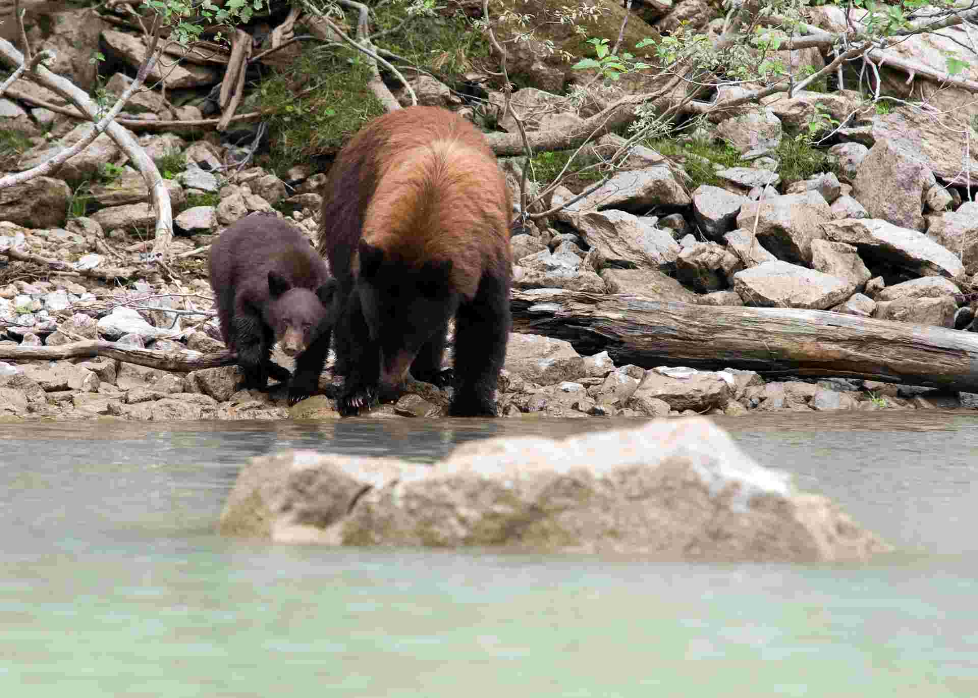 Discover the Canadian Rockies: Jasper to Banff