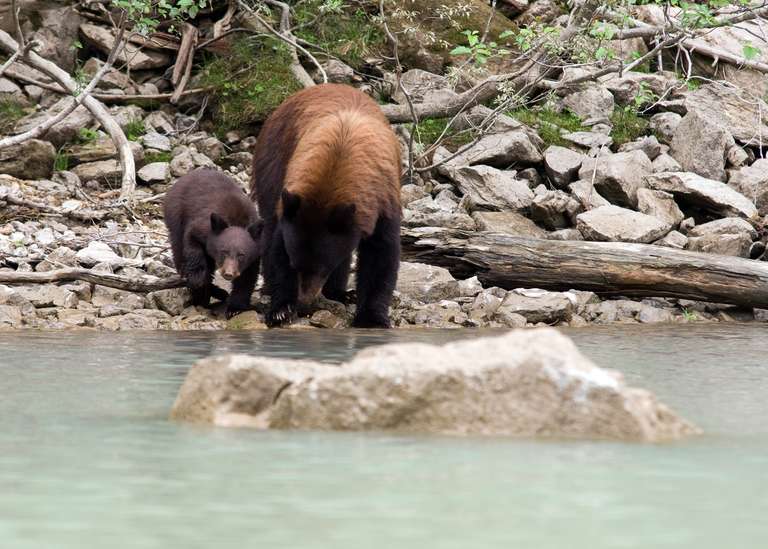 Discover the Canadian Rockies: Jasper to Banff - 10 days