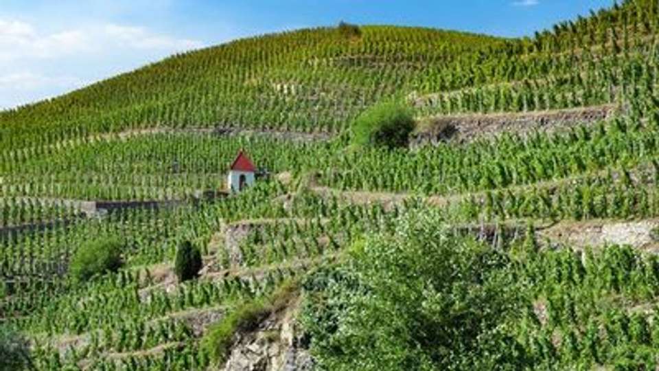 Discover the fabulous world of vineyards and wine, exceptional terroirs of the Rhône and Saône (port-to-port cruise) - Croisieurope - France - Image 4