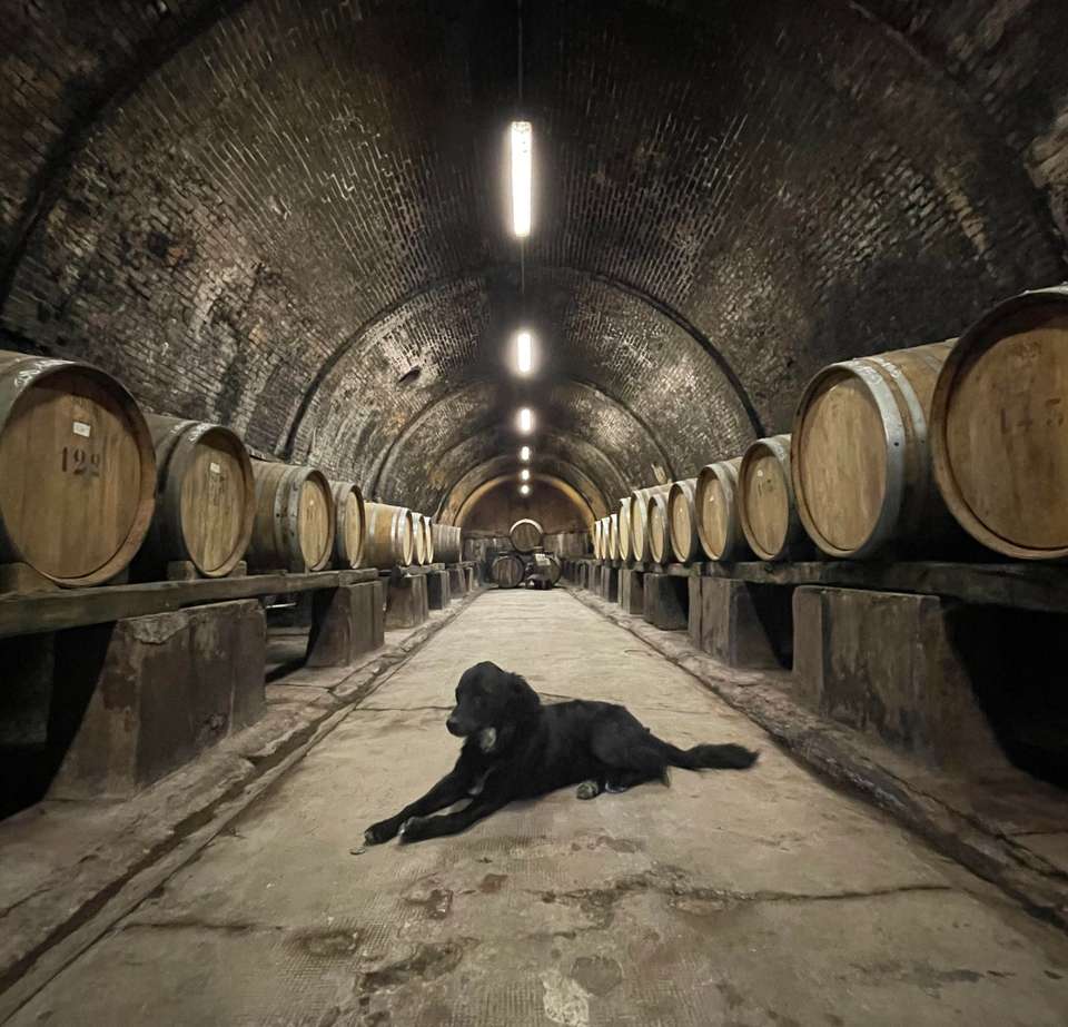 Discover Tuscany: Culture, Food & Wine - Exodus Adventure Travels - Italy - Image 6