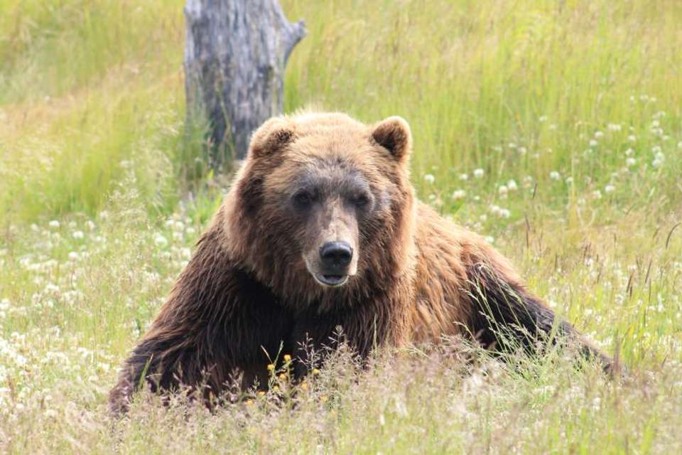 Alaska's National Parks - Omega Tours - USA - Image 5