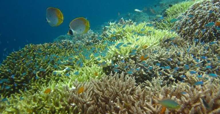 Dolphin-watching and Snorkeling at Menjangan, Bali trip - alternative tour available
