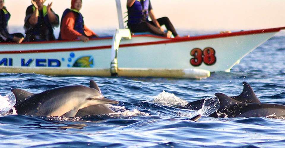 Dolphin-watching and Snorkeling at Menjangan, Bali - Nice Tour Bali - Indonesia - Image 4