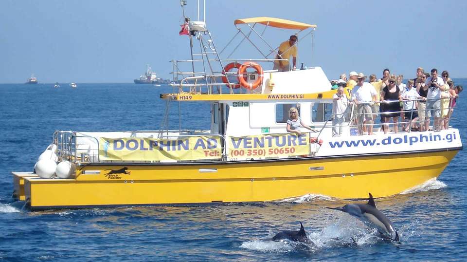 Dolphin watching in Gibraltar - Dolphin Adventure - Spain - Image 1