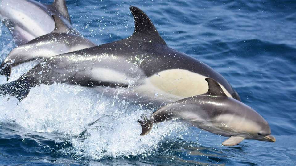Dolphin watching in Gibraltar - Dolphin Adventure - Spain - Image 2