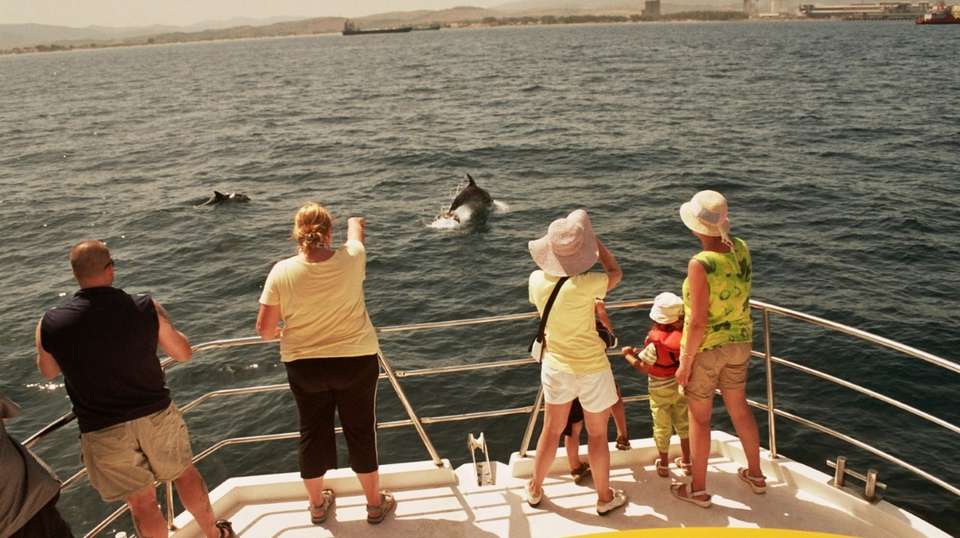 Dolphin watching in Gibraltar - Dolphin Adventure - Spain - Image 3
