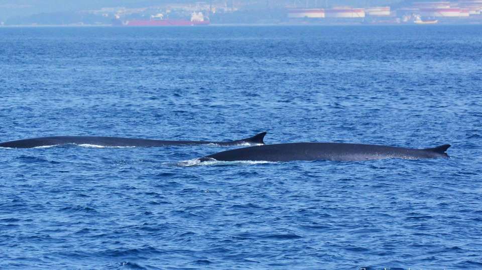 Dolphin watching in Gibraltar - Dolphin Adventure - Spain - Image 4