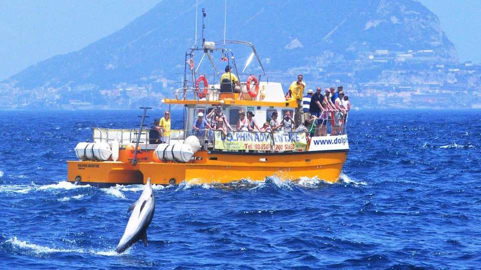 Dolphin watching in Gibraltar - Dolphin Adventure - Spain - Image 5